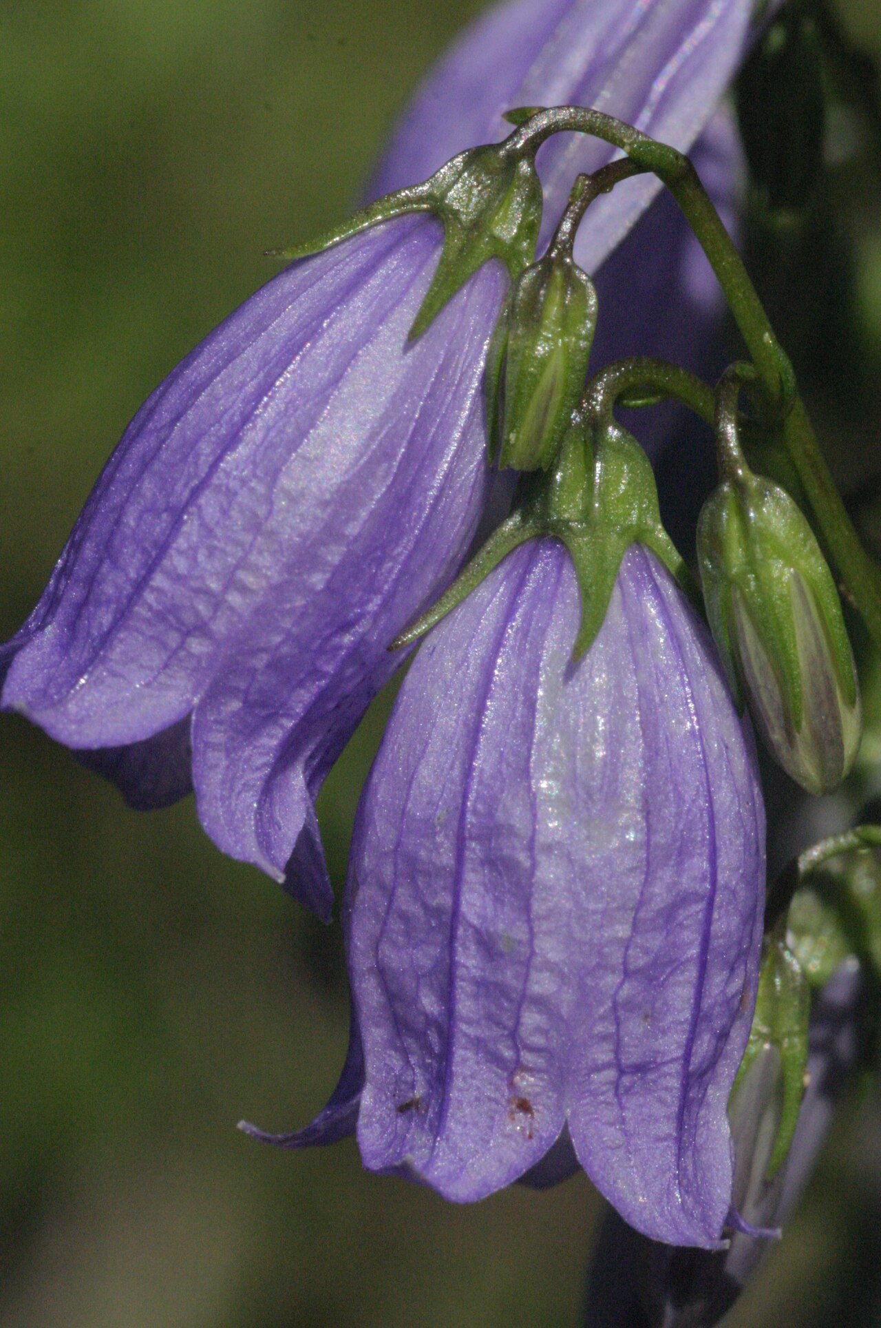 Campanula caespitosa: Campanula cespitosa