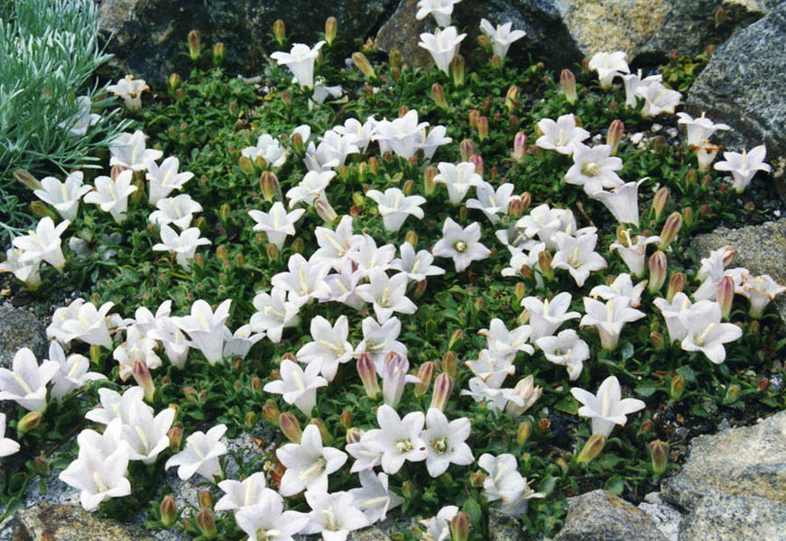 Campanula calamenthifolia: Campanula calaminthifolia