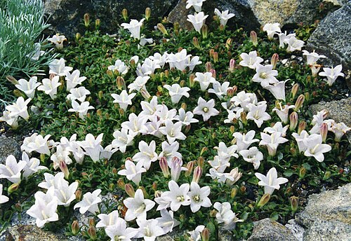 Campanula calamenthifolia: Campanula calaminthifolia