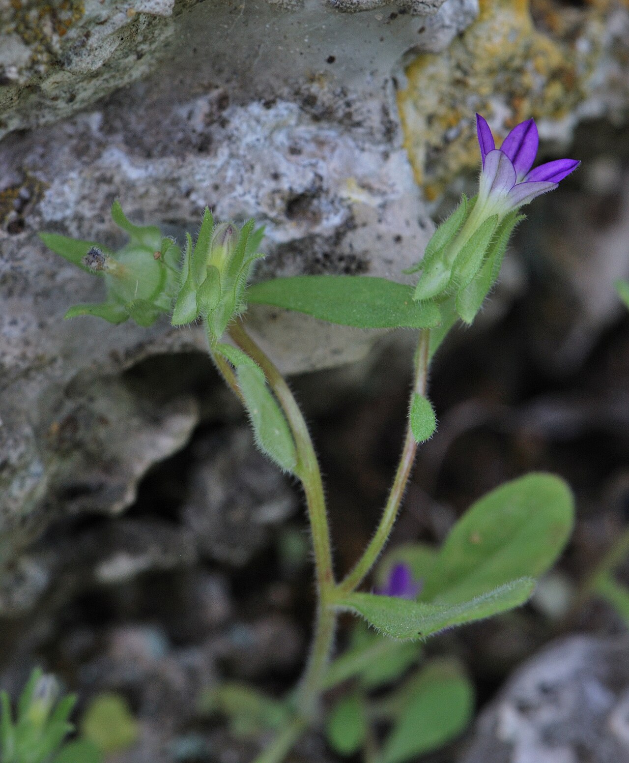 Campanula camptoclada: Small-sized variant of Campanula hierosolymitana , Mount Carmel, Israel, April 16, 2011.