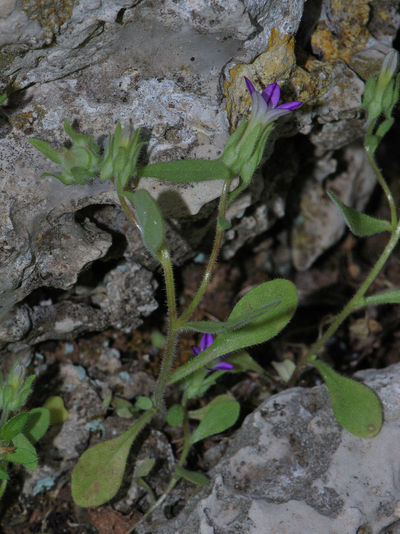 Campanula camptoclada: Small-sized variant of Campanula hierosolymitana , Mount Carmel, Israel, April 16, 2011.