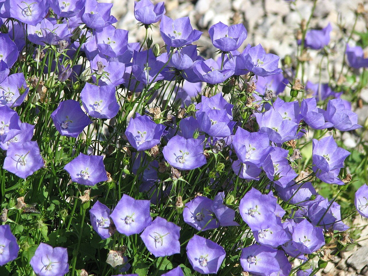 Tussock bellflower: Campanula carpatica. From the collection of the Main Botanical Garden of Academy of Sciences in Moscow (perennials plot).
