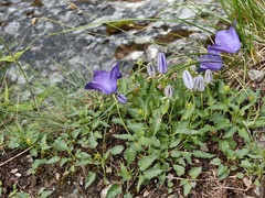 Tussock bellflower (Campanula carpatica)