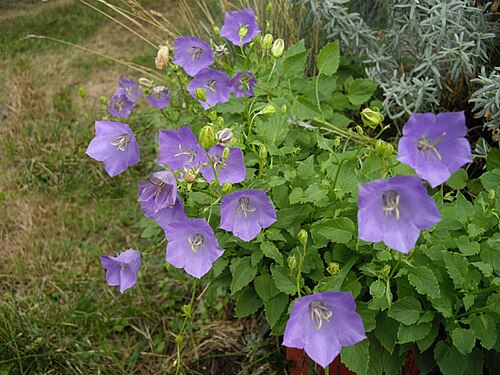 Tussock bellflower: Campanula carpatica