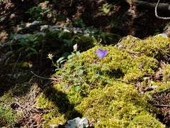 Tussock bellflower (Campanula carpatica)