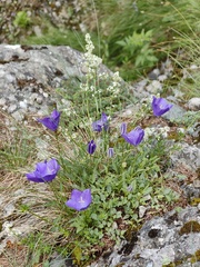 Tussock bellflower (Campanula carpatica)