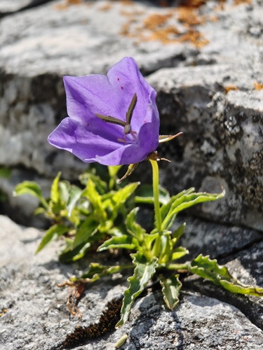 Tussock bellflower (Campanula carpatica)
