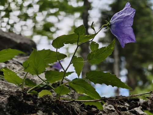 Tussock bellflower (Campanula carpatica)