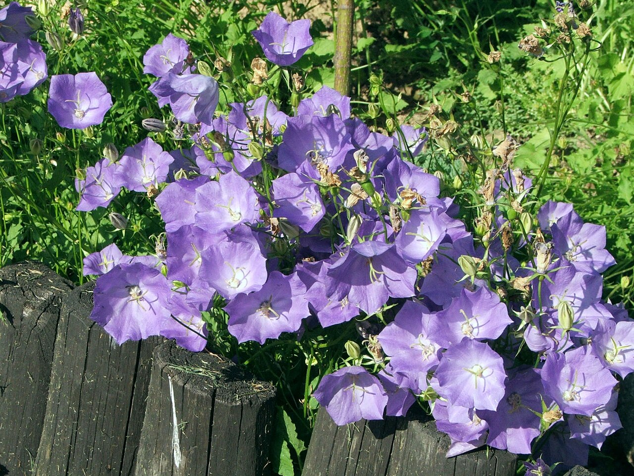 Tussock bellflower: Kárpáti harangvirág