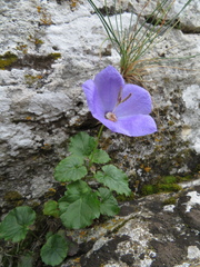Tussock bellflower (Campanula carpatica)