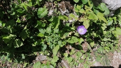 Tussock bellflower (Campanula carpatica)