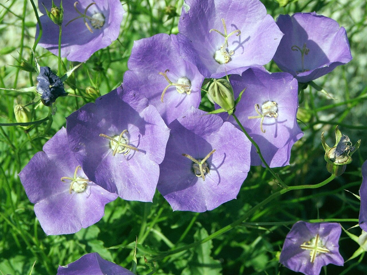 Tussock bellflower: Campanula carpatica