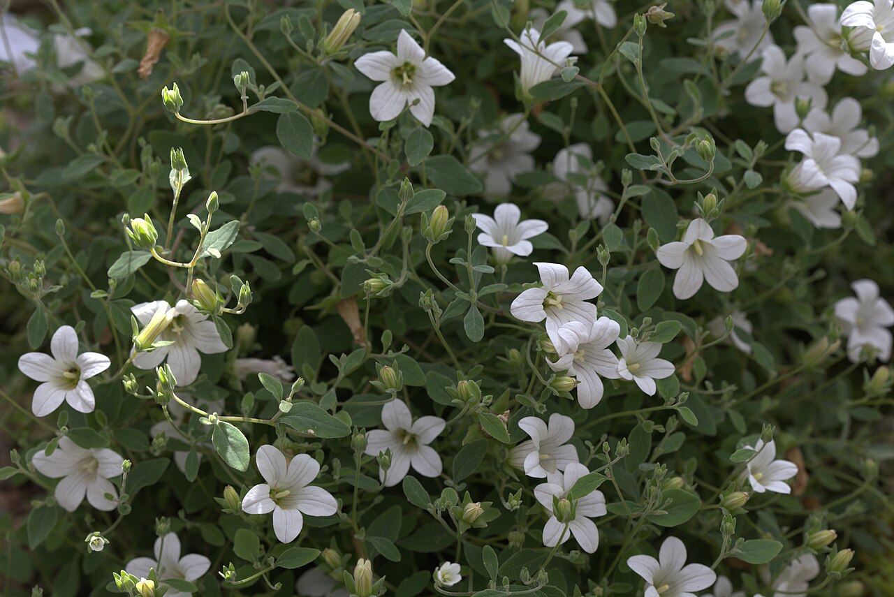 Kashmir bellflower: Campanula cashmeriana in Gothenburg Botanical Garden 2015. Plant id: 2014-834 p Z.
