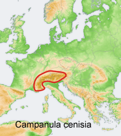 Campanula cenisia: Distribution map of some species of genus Campanula in Europe and near east Try - according to information about the natural distribution given in the wikipedia