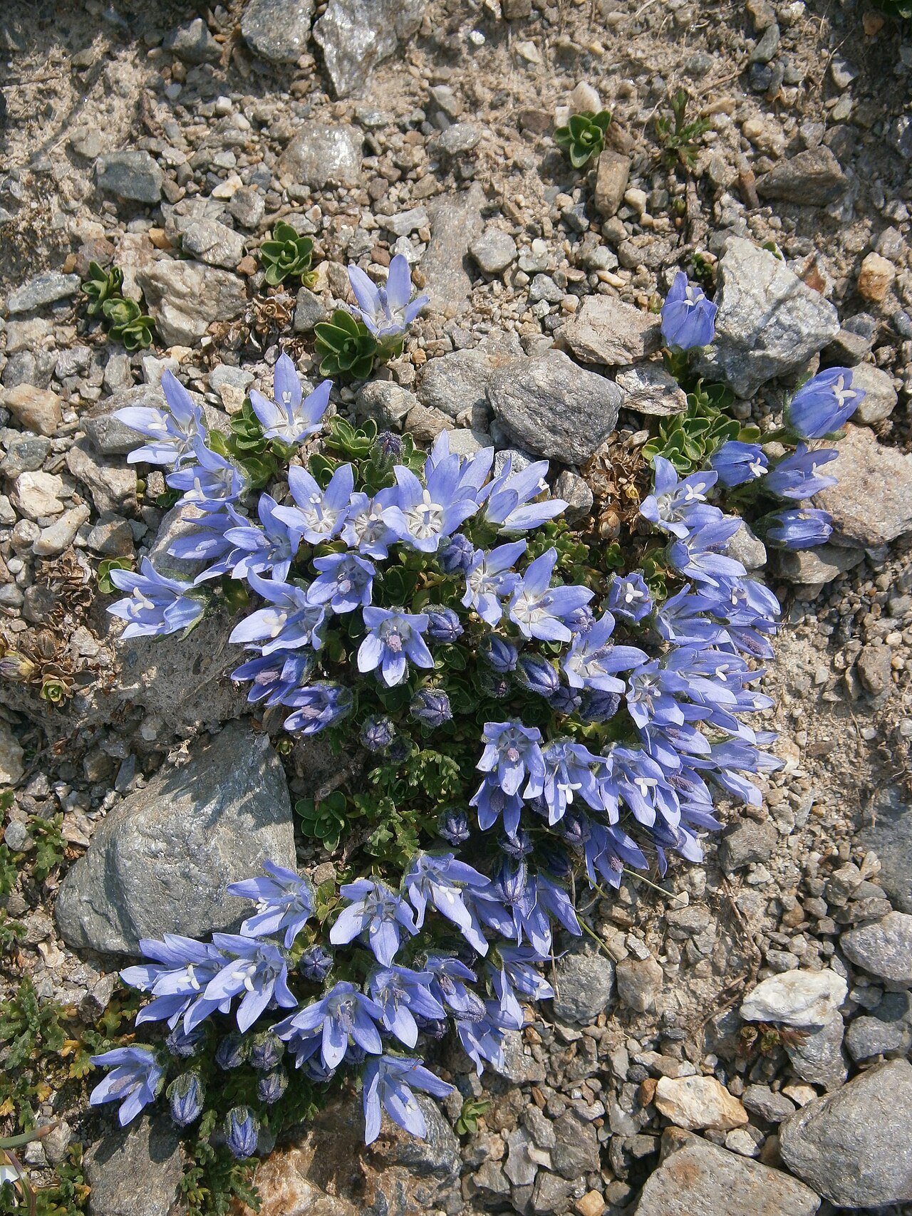 Campanula cenisia: Campanula cenisia