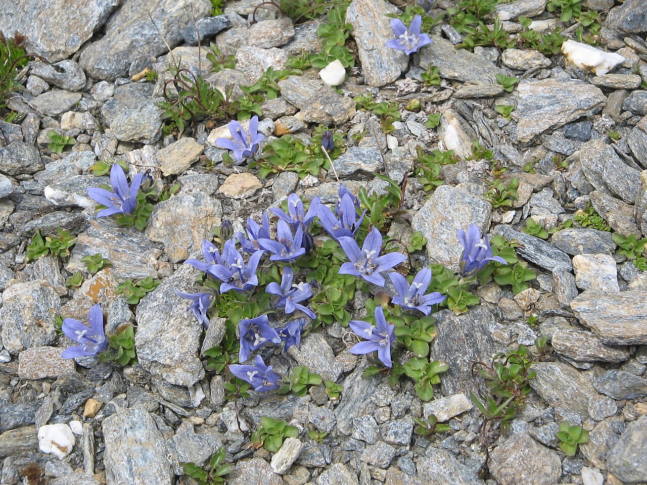 Campanula cenisia: Campanula cenisia dans la Vanoise