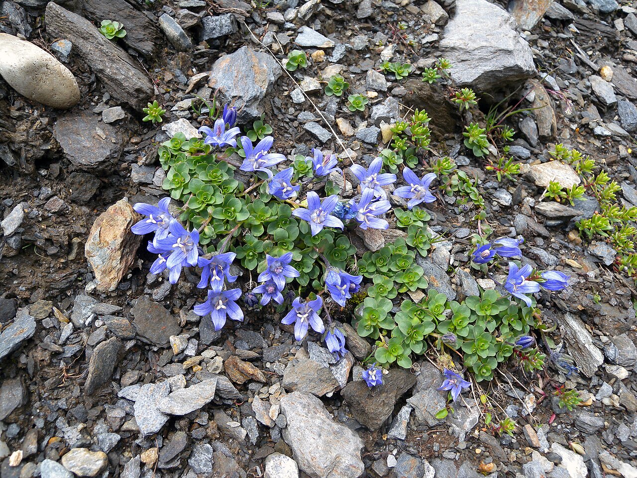 Campanula cenisia: Campanula cenisia (Gentianaceae); Nufenenpass, Canton of Valais, Switzerland