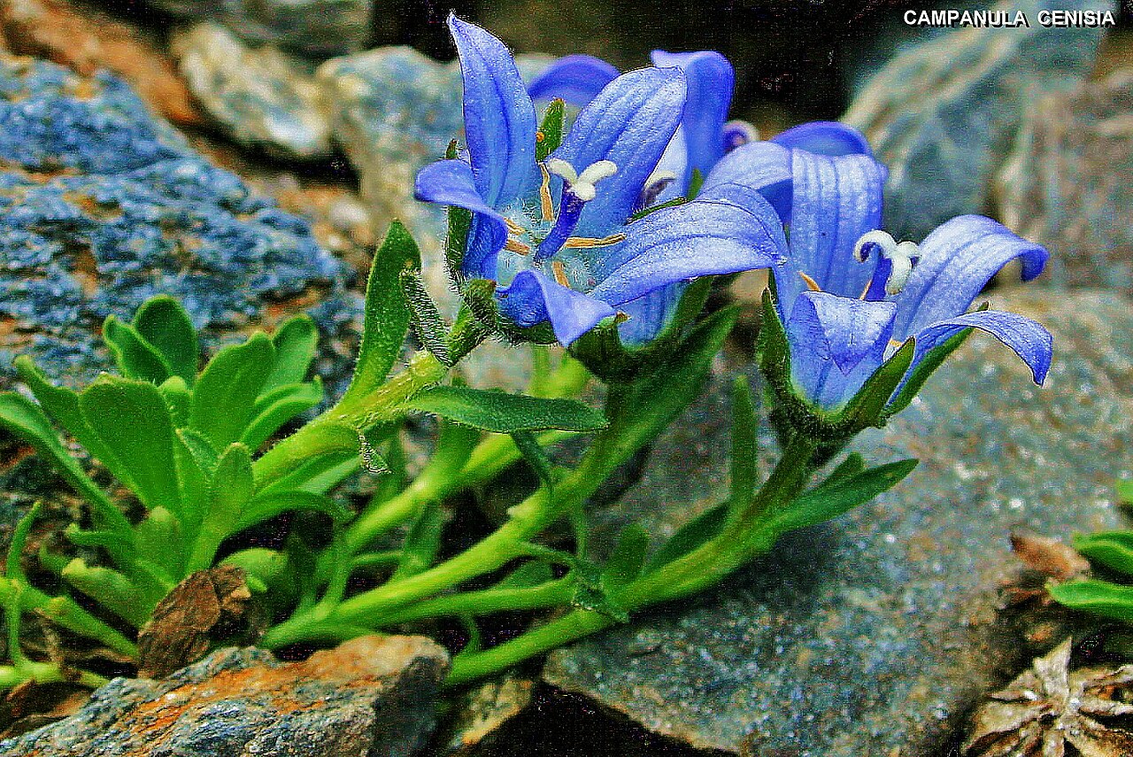 Campanula cenisia: Campanula cenisia.,