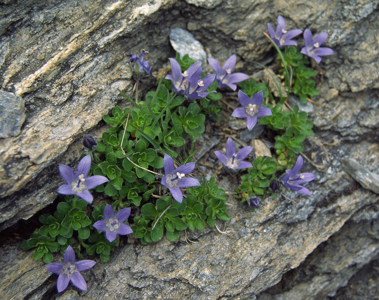 Campanula cenisia: Campanula cenisia, is an alpine flowering plant, family Campanulaceae. Col de l'Iseran, France