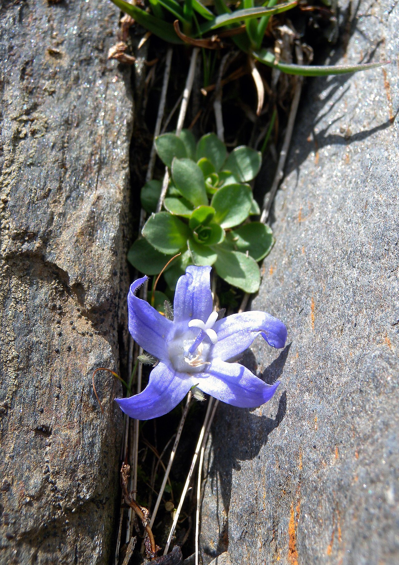 Campanula cenisia: Campanula cenisia (Gentianaceae); Nufenenpass, Canton of Valais, Switzerland
