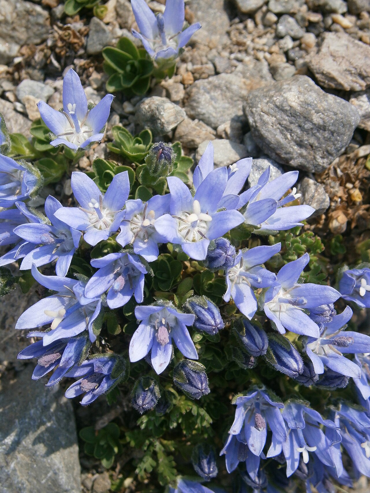 Campanula cenisia: Campanula cenisia