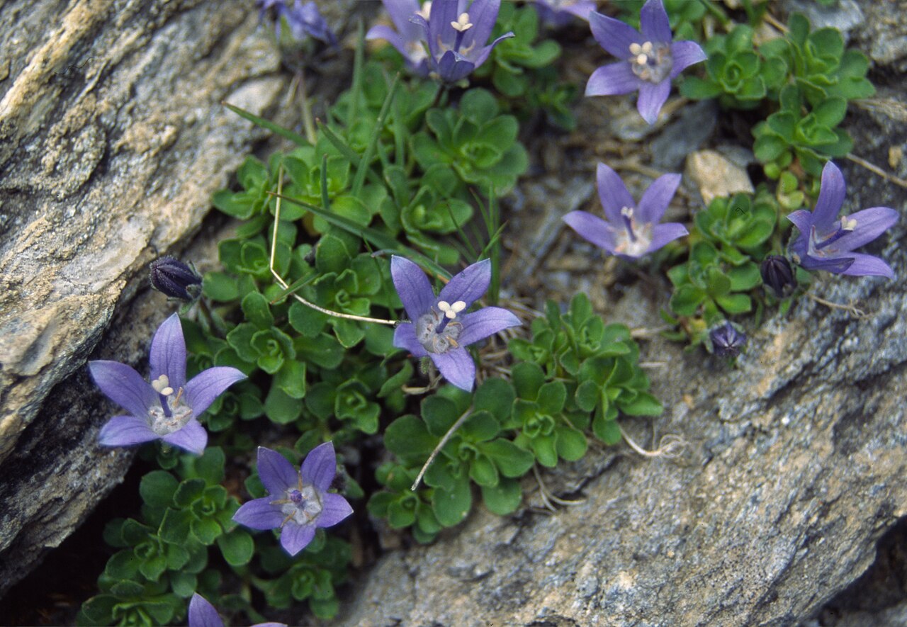 Campanula cenisia: Campanula cenisia is a plant distributed across the Alps