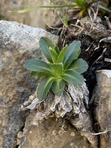 Campanula ciliata (Campanula ciliata)