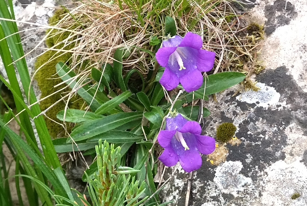 Campanula ciliata (Campanula ciliata)