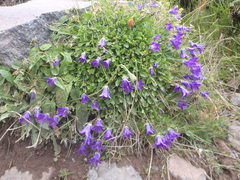 Campanula ciliata (Campanula ciliata)