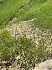 Campanula ciliata (Campanula ciliata)