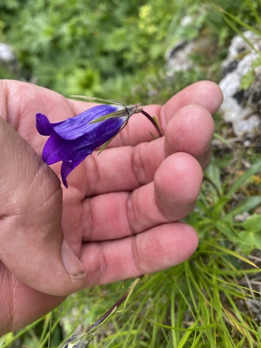 Campanula ciliata (Campanula ciliata)