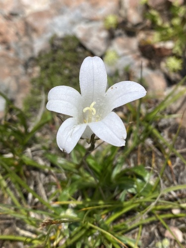 Campanula ciliata (Campanula ciliata)