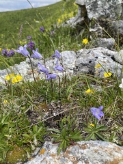 Campanula ciliata (Campanula ciliata)