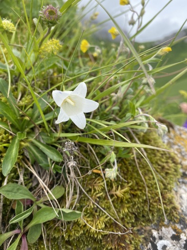 Campanula ciliata (Campanula ciliata)