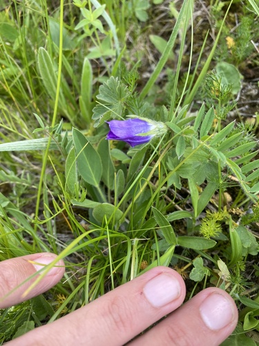 Campanula ciliata (Campanula ciliata)