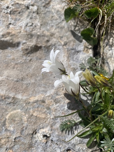 Campanula ciliata (Campanula ciliata)