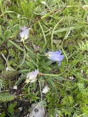 Campanula ciliata (Campanula ciliata)