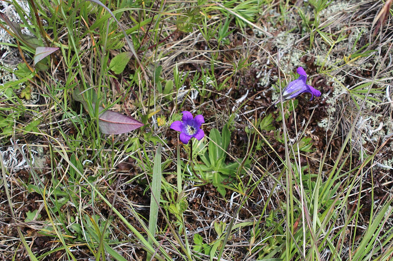 Campanula ciliata: Campanula ciliata