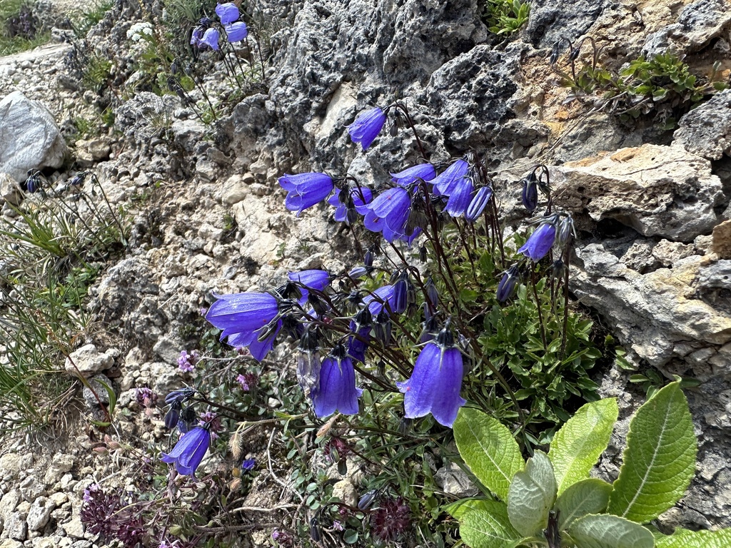 Campanula cochleariifolia (Campanula cochleariifolia)