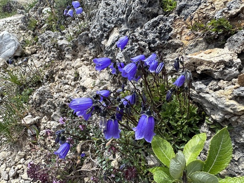 Campanula cochleariifolia (Campanula cochleariifolia)