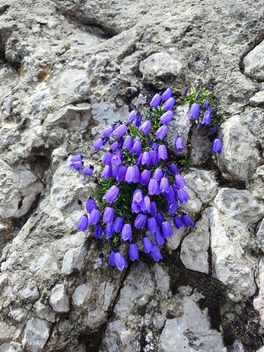 Campanula cochleariifolia (Campanula cochleariifolia)