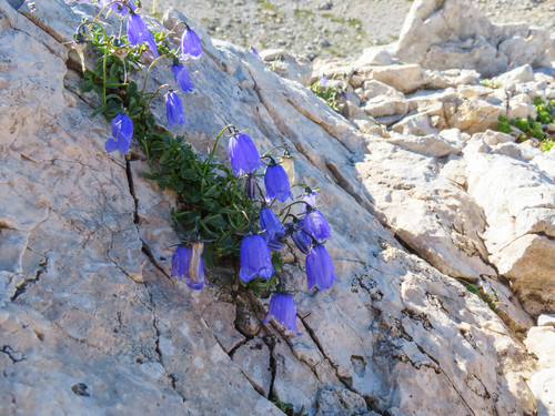 Campanula cochleariifolia (Campanula cochleariifolia)