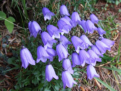 Campanula cochleariifolia: Campanula cochleariifolia