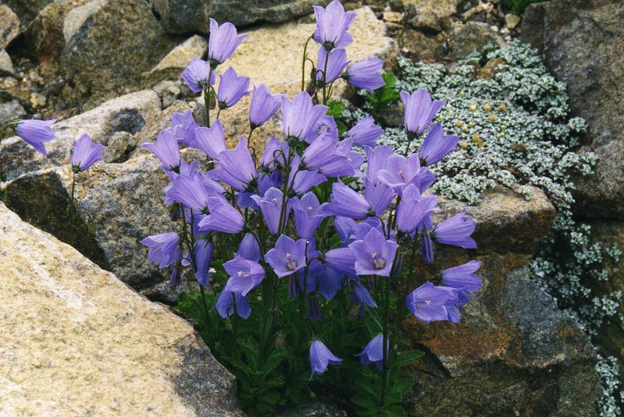 Campanula cochleariifolia: Campanula cochleariifolia