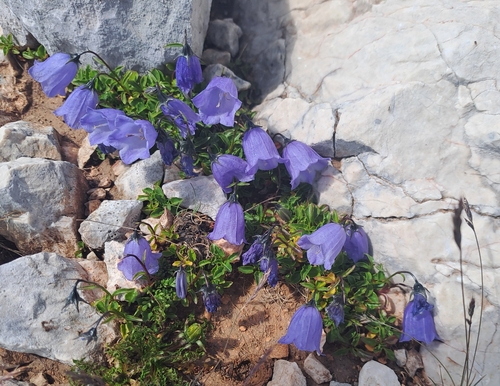 Campanula cochleariifolia (Campanula cochleariifolia)