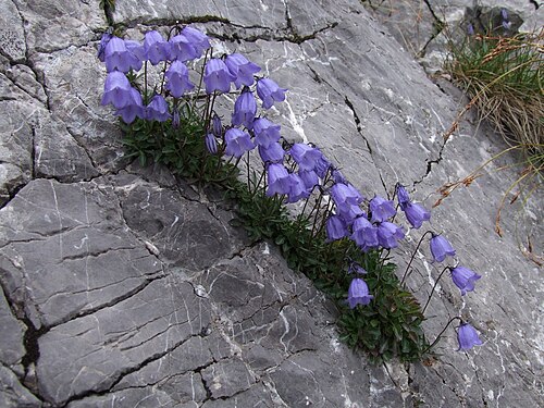 Campanula cochleariifolia: Campanula cochleariifolia