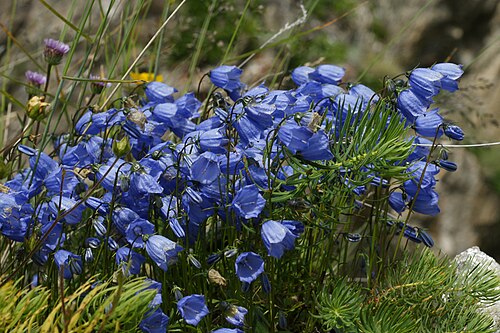 Campanula cochleariifolia: Bearded bellflower, at Längfluh, Saas Fee, Switzerland