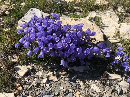 Campanula cochleariifolia (Campanula cochleariifolia)