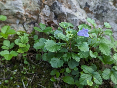 Campanula cochleariifolia (Campanula cochleariifolia)