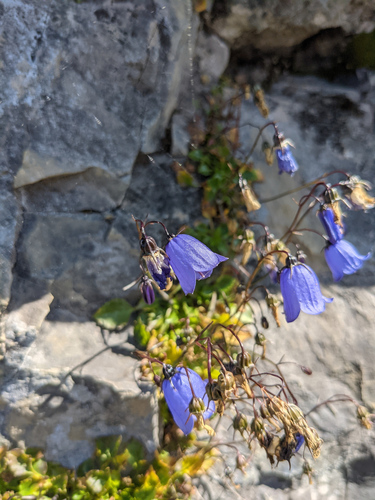 Campanula cochleariifolia (Campanula cochleariifolia)